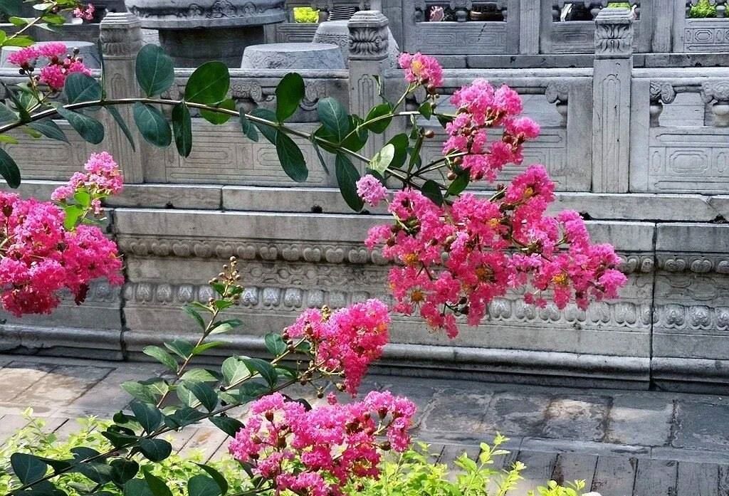 夏天的故宮一角。故宮博物院供圖