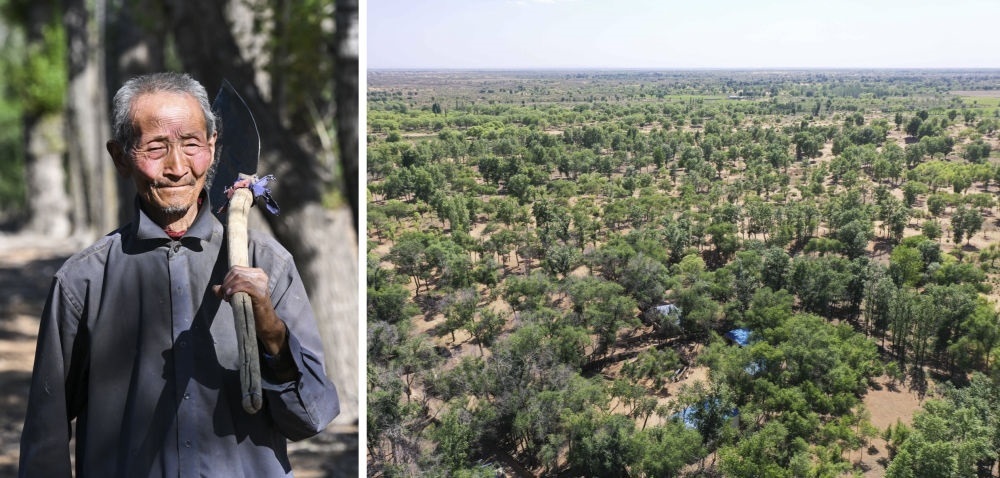 拼版照片：左圖為內(nèi)蒙古鄂托克前旗呼和陶勒蓋嘎查的牧民曹扎娃出門勞作（2023年6月14日攝）；右圖為曹扎娃的承包地（2023年6月14日攝，無人機照片）。20世紀80年代，在毛烏素沙地中，曹扎娃主動承包了2300多畝沙地。這么多年來，曹扎娃堅持種樹治沙，最終將沙地變成了林海。新華社記者 劉磊 攝