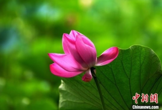 6月19日，時值一年畢業(yè)季，四川大學(xué)望江校區(qū)荷花池里的荷花盛開，成為了畢業(yè)生們的打卡圣地，吸引了眾多畢業(yè)生拍照留念。圖為盛開的荷花。中新社記者 安源 攝