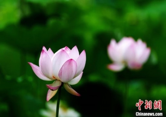 6月19日，時值一年畢業(yè)季，四川大學(xué)望江校區(qū)荷花池里的荷花盛開，成為了畢業(yè)生們的打卡圣地，吸引了眾多畢業(yè)生拍照留念。圖為盛開的荷花。中新社記者 安源 攝