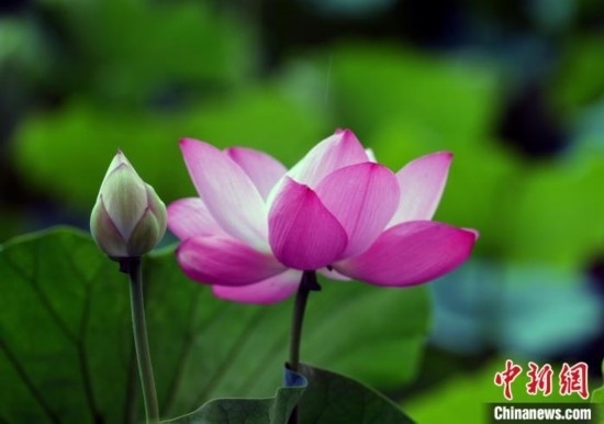 6月19日，時值一年畢業(yè)季，四川大學(xué)望江校區(qū)荷花池里的荷花盛開，成為了畢業(yè)生們的打卡圣地，吸引了眾多畢業(yè)生拍照留念。圖為盛開的荷花。中新社記者 安源 攝