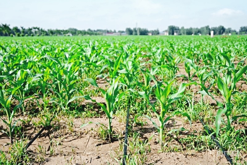 滴灌技術(shù)讓玉米“喝飽水”(央廣網(wǎng)記者 張羲輪 攝)