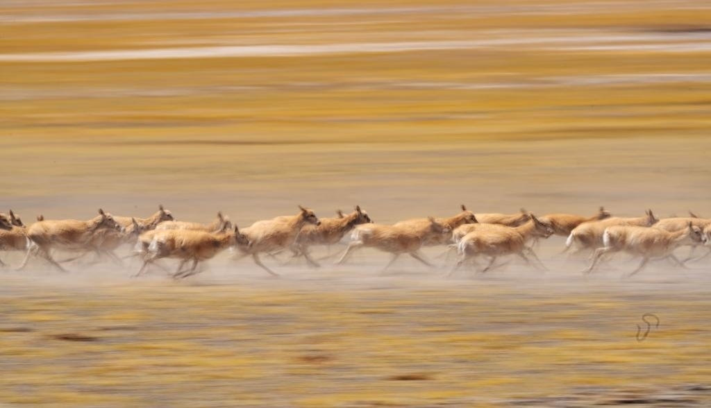 2024年6月13日，在羌塘國(guó)家級(jí)自然保護(hù)區(qū)，遷徙中的藏羚羊奔跑起來(lái)。新華社記者費(fèi)茂華攝
