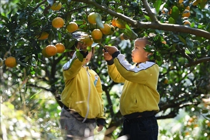 貴州黃平縣小朋友在校外勞動(dòng)實(shí)踐基地采摘柑橘。