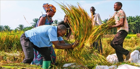 2018 年，中國農(nóng)業(yè)專家組在布隆迪布班扎省吉漢加縣設(shè)立首個(gè)水稻減貧示范村。圖為當(dāng)?shù)剞r(nóng)戶在稻田里給雜交水稻脫粒（2023 年 6 月 20 日攝） 韓旭攝 / 本刊