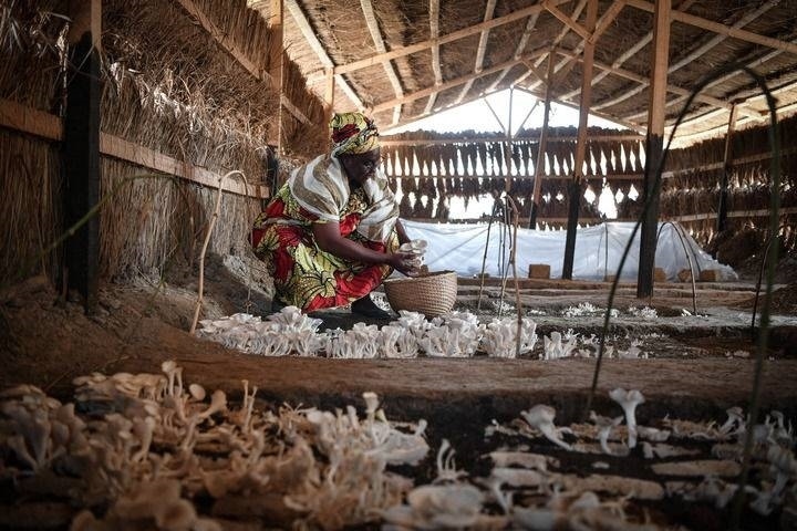 2024年2月6日，在中非共和國達(dá)馬拉，法蒂瑪在菇棚內(nèi)收獲菌草菇。2022年，法蒂瑪在聽說中國菌草專家在班吉傳授技術(shù)后主動前往學(xué)習(xí)，從一間小菌棚起步，逐漸擴(kuò)大為如今小有名氣的合作社。新華社記者 韓旭 攝