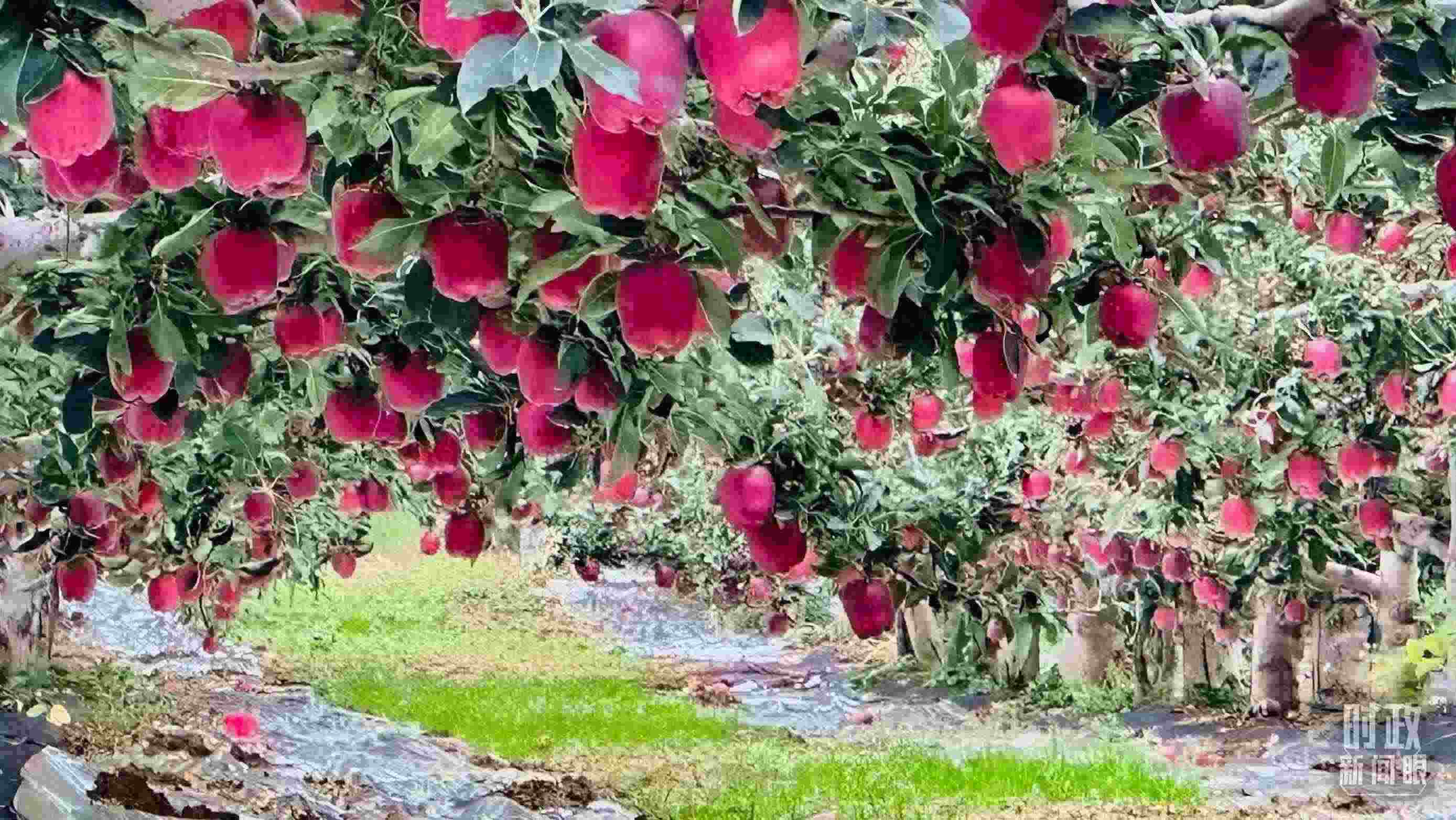 △ 麥積區(qū)南山花牛蘋果基地。（總臺央視記者范一鳴拍攝）