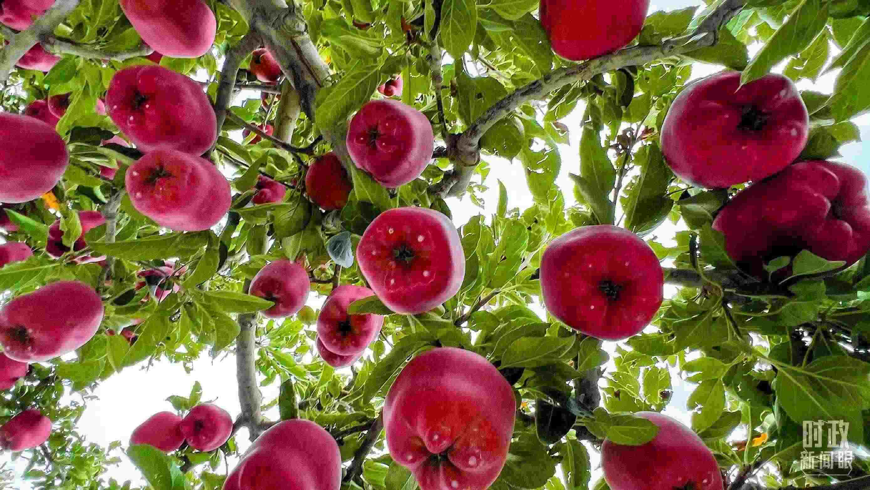 △ 麥積區(qū)南山花牛蘋果基地。（總臺央視記者程鋮拍攝）