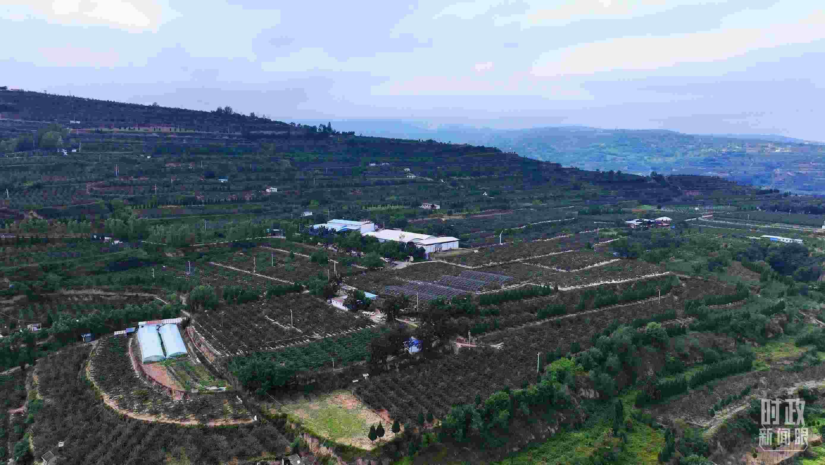 △ 麥積區(qū)南山花牛蘋果基地。（總臺央視記者范凱拍攝）