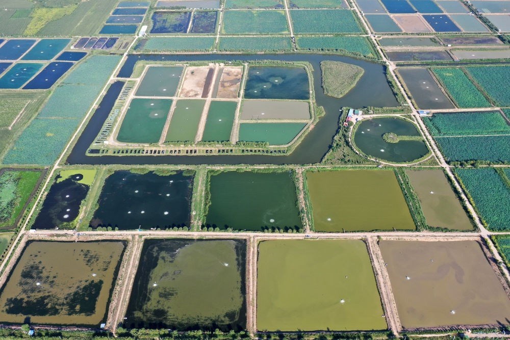 2024年8月13日在山西省臨猗縣薛公村拍攝的蟹塘（無人機照片）。薛公村位于黃河岸邊，有5000多畝黃河灘涂和近5000畝荒溝。當(dāng)?shù)赝ㄟ^將荒溝和灘涂進(jìn)行整合，發(fā)展特色水產(chǎn)養(yǎng)殖，讓守著黃河水、住在黃河灘的薛公村村民有了新的致富路。