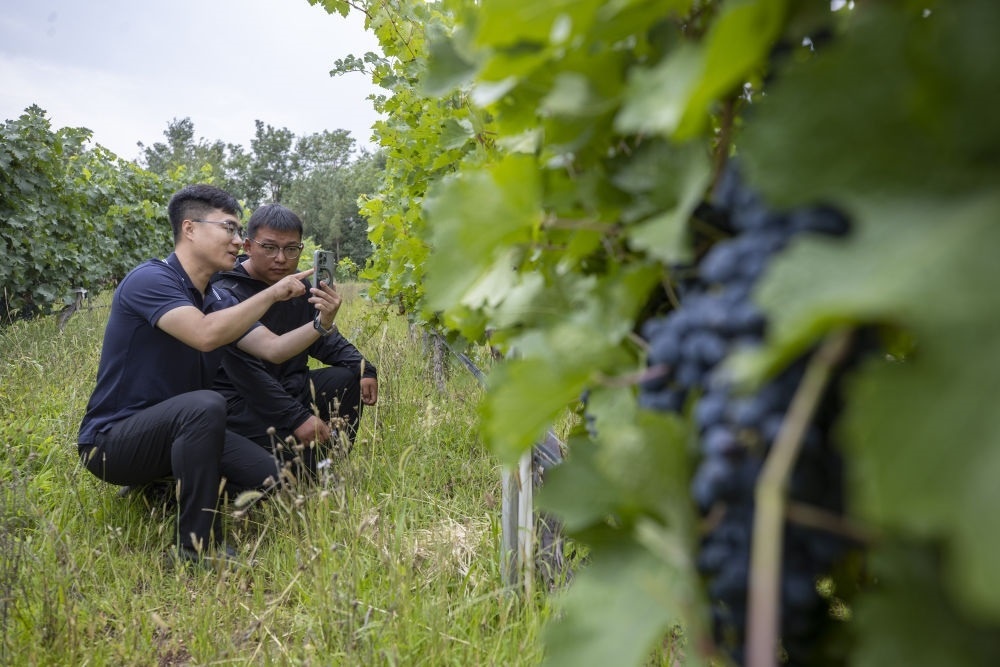 2024年8月15日，技術(shù)人員（左）和工作人員在寧夏銀川市西夏區(qū)的一個葡萄園工作。為推動黃河流域生態(tài)保護(hù)和高質(zhì)量發(fā)展先行區(qū)建設(shè)，銀川市積極打造高標(biāo)準(zhǔn)葡萄園，借助各種傳感器監(jiān)測釀酒葡萄的生長狀態(tài)，實現(xiàn)精準(zhǔn)灌溉，從而高效節(jié)約黃河水。
