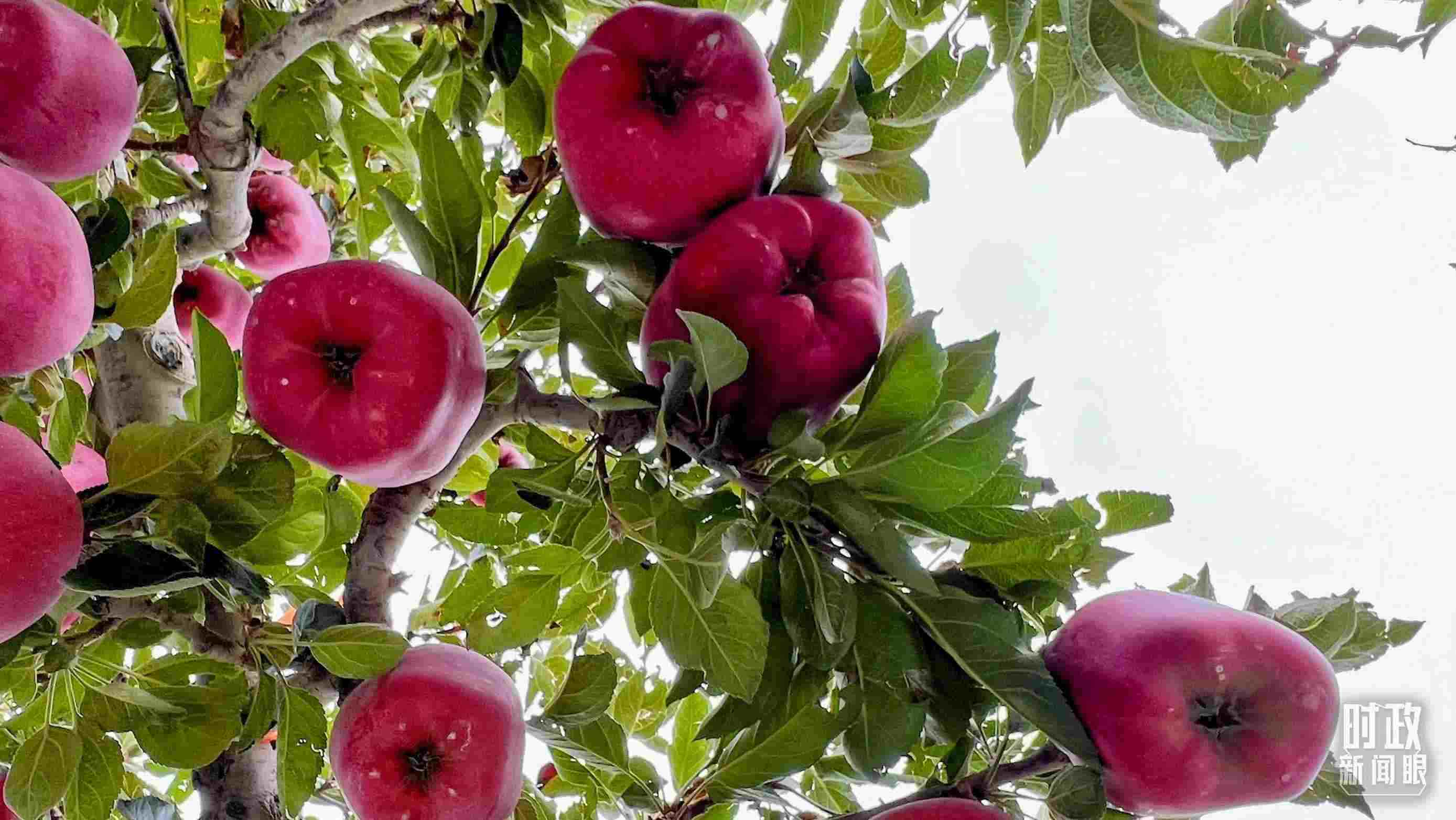 △南山花牛蘋(píng)果基地是元帥系蘋(píng)果生產(chǎn)基地。（總臺(tái)央視記者程鋮拍攝）