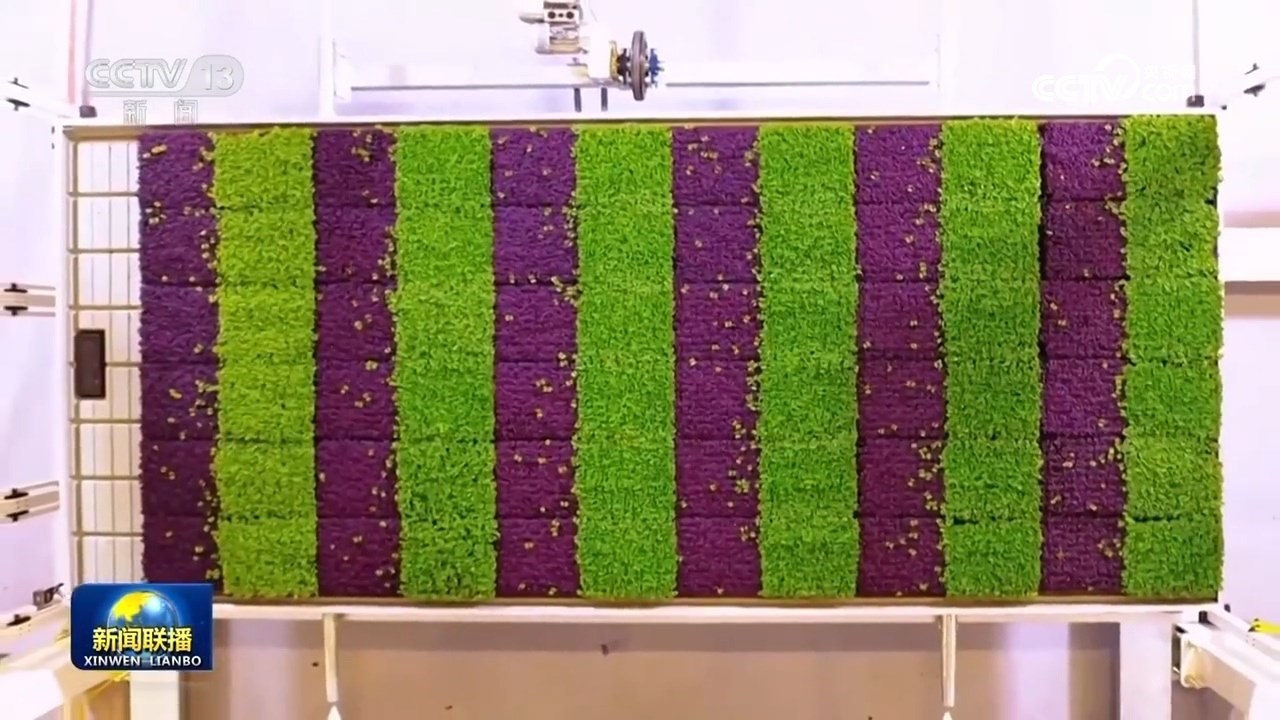 【新思想引領(lǐng)新征程】豐收中國(guó) 繪就鄉(xiāng)村振興新畫(huà)卷