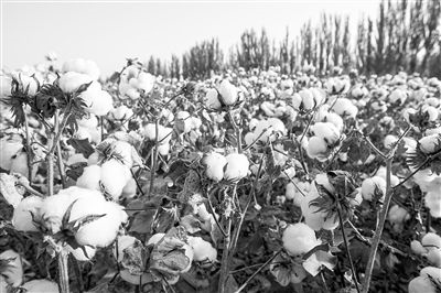 圖為新疆阿克蘇棉田。新研究揭示了GhEXL3基因調(diào)控棉纖維伸長的分子機制，為棉纖維品質(zhì)遺傳改良提供了重要理論依據(jù)。視覺中國供圖