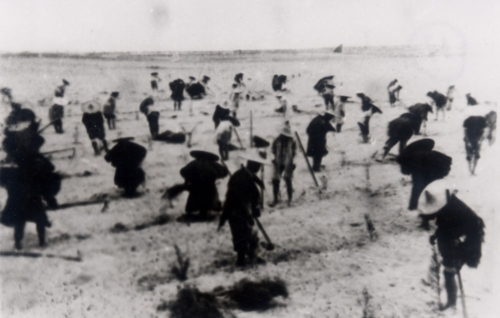 上世紀東山百姓在沙灘造林（資料照片）。