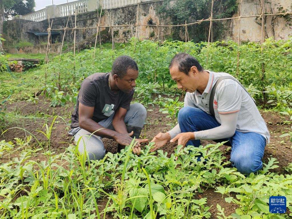 中國援圣普農(nóng)牧業(yè)技術(shù)項目組專家彭杰（右）在圣多美和普林西比的梅佐希大區(qū)指導蔬菜種植戶改善田間管理技術(shù)（2024年1月25日攝）。新華社發(fā)（中國援圣普農(nóng)技組供圖）
