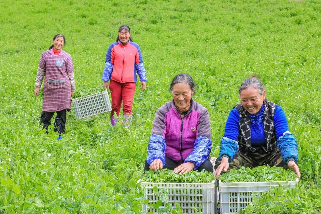 在四川省阿壩藏族羌族自治州馬爾康市馬爾康鎮(zhèn)納足村，當季蔬菜喜獲豐收，群眾正在忙著采收、裝箱供應(yīng)市場。來源：人民圖片