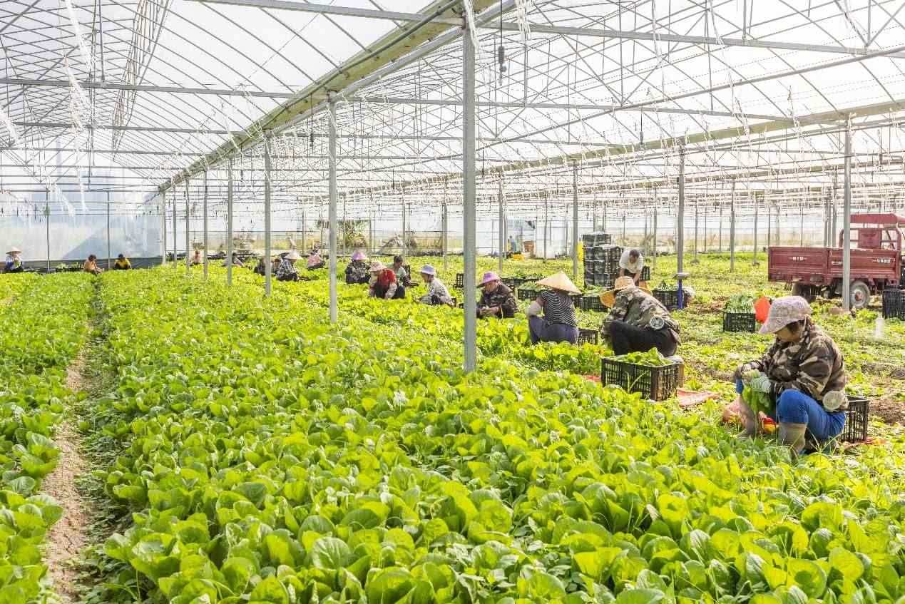 2024年10月8日，在廣西梧州市蒙山縣文圩鎮(zhèn)大明村一個大棚蔬菜基地內(nèi)，民工在采摘、包裝包心菜，準備運銷外地。來源：人民圖片