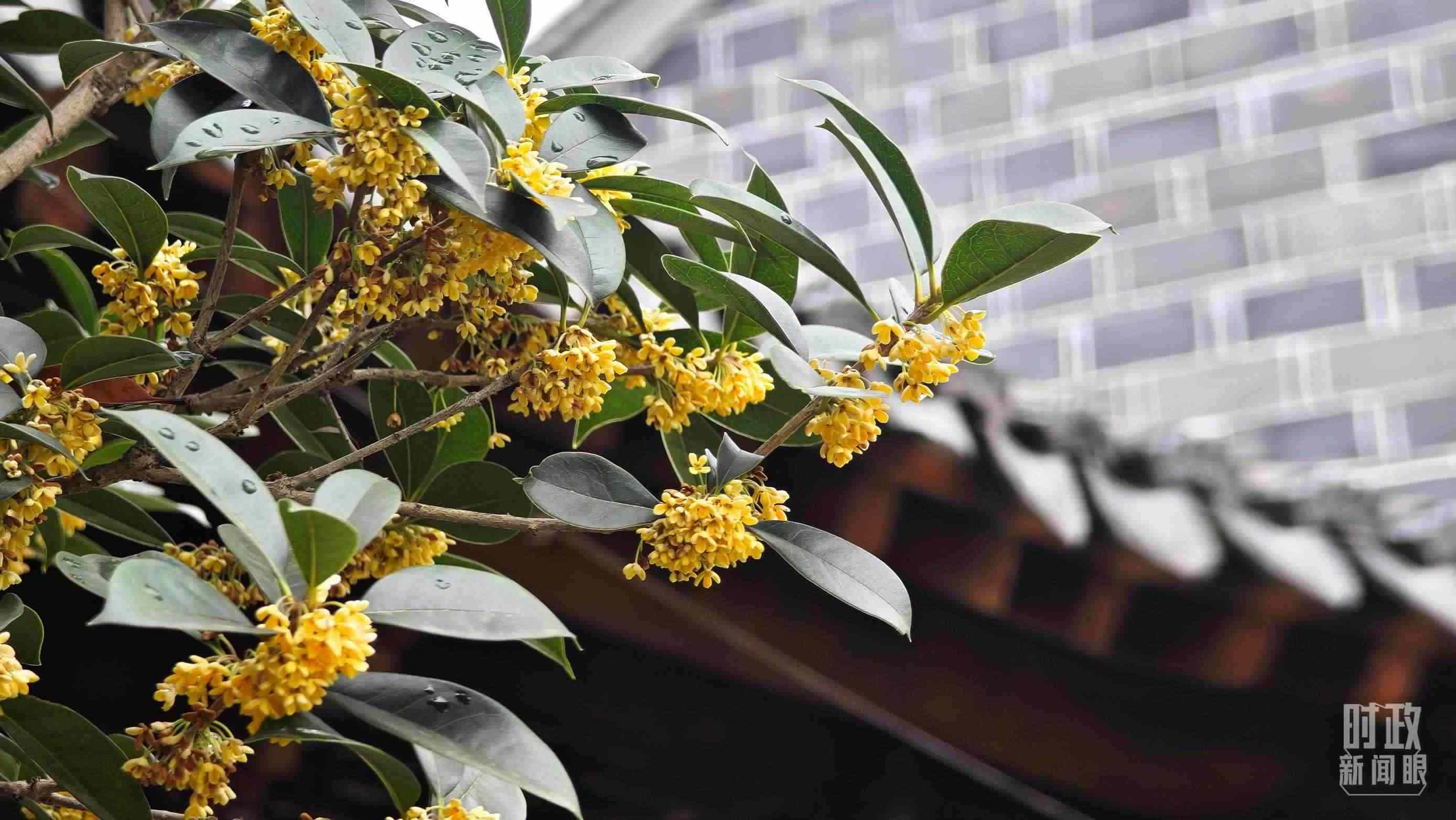 △六尺巷。（總臺(tái)央視記者趙化、彭漢明拍攝）