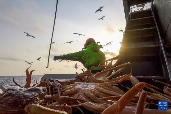 這是俄羅斯蟹業(yè)集團工作人員進行遠洋捕撈的資料照片。新華社發(fā)（俄羅斯蟹業(yè)集團供圖）
