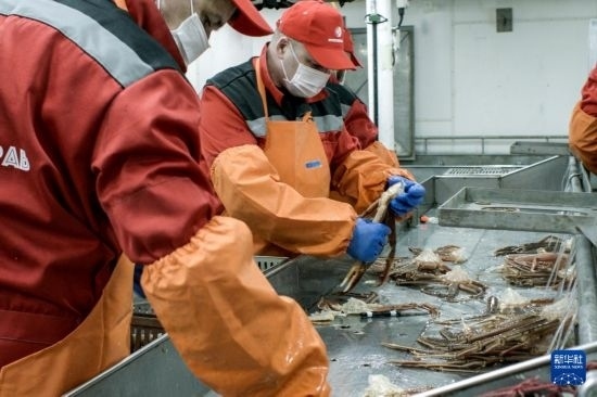 俄羅斯蟹業(yè)集團的工作人員在生產(chǎn)線上加工產(chǎn)品（資料照片）。新華社發(fā)（俄羅斯蟹業(yè)集團供圖）