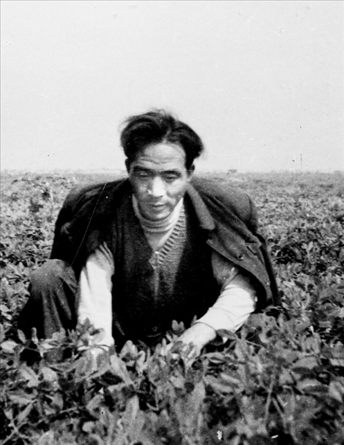 在蘭考期間，焦裕祿在田間勞動的情景。