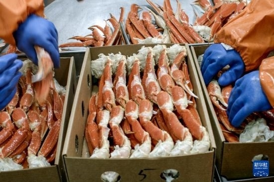 俄羅斯蟹業(yè)集團的工作人員在生產(chǎn)線上加工產(chǎn)品（資料照片）。新華社發(fā)（俄羅斯蟹業(yè)集團供圖）