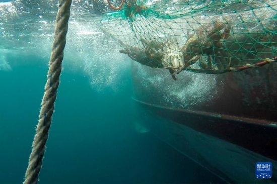 這是俄羅斯蟹業(yè)集團的捕撈船進行遠洋捕撈的資料照片。新華社發(fā)（俄羅斯蟹業(yè)集團供圖）