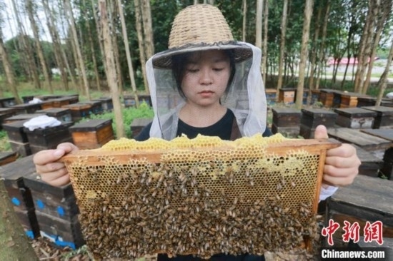 吳素英查看蜂蜜產(chǎn)蜜情況。湯曉逵 攝