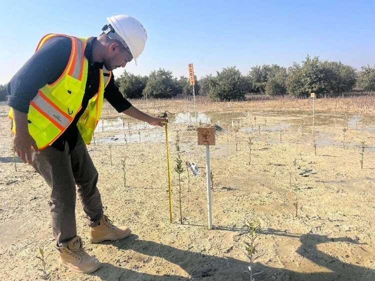 工作人員在監(jiān)測(cè)紅樹(shù)苗生長(zhǎng)情況。中國(guó)土木供圖