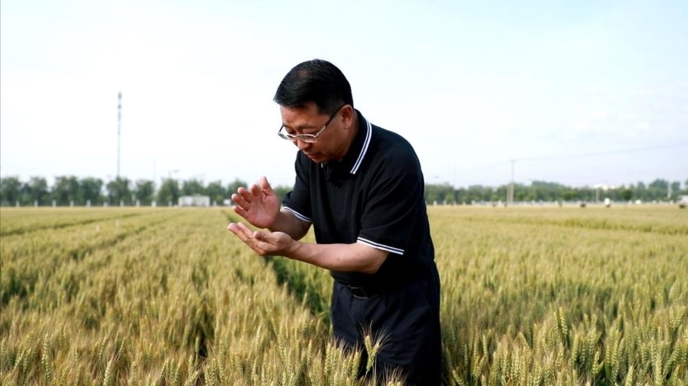 張福鎖在曲周查看小麥長(zhǎng)勢(shì)。受訪者供圖