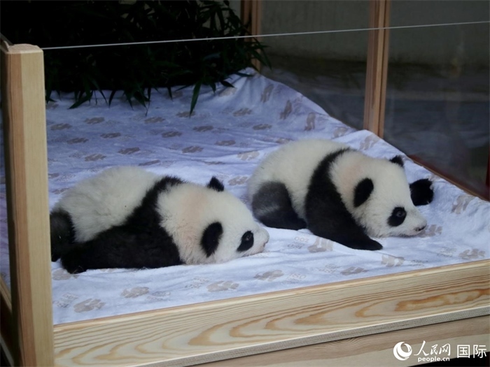 柏林動物園的明星“夢好”與“夢甜”。人民網(wǎng) 肖晶攝