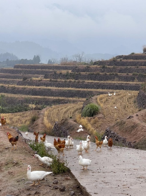 樨鄉(xiāng)記生態(tài)農(nóng)莊一隅。劉軍國(guó)攝