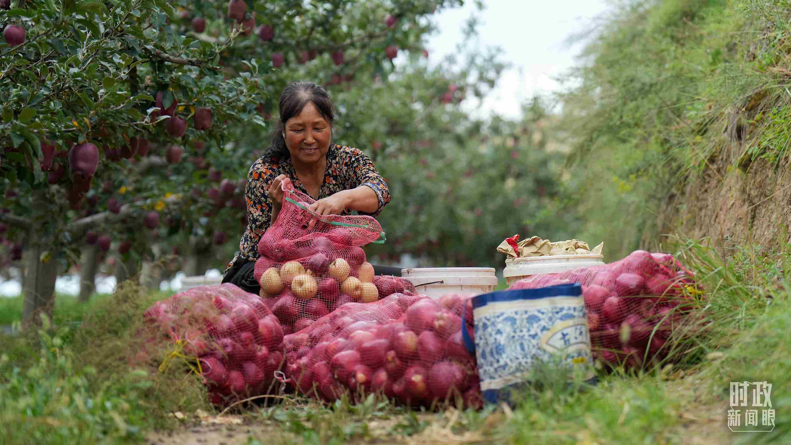 △甘肅天水的花牛蘋果已經(jīng)成為當(dāng)?shù)厝罕姷摹吧鷳B(tài)果”“致富果”。（總臺記者李晉拍攝）