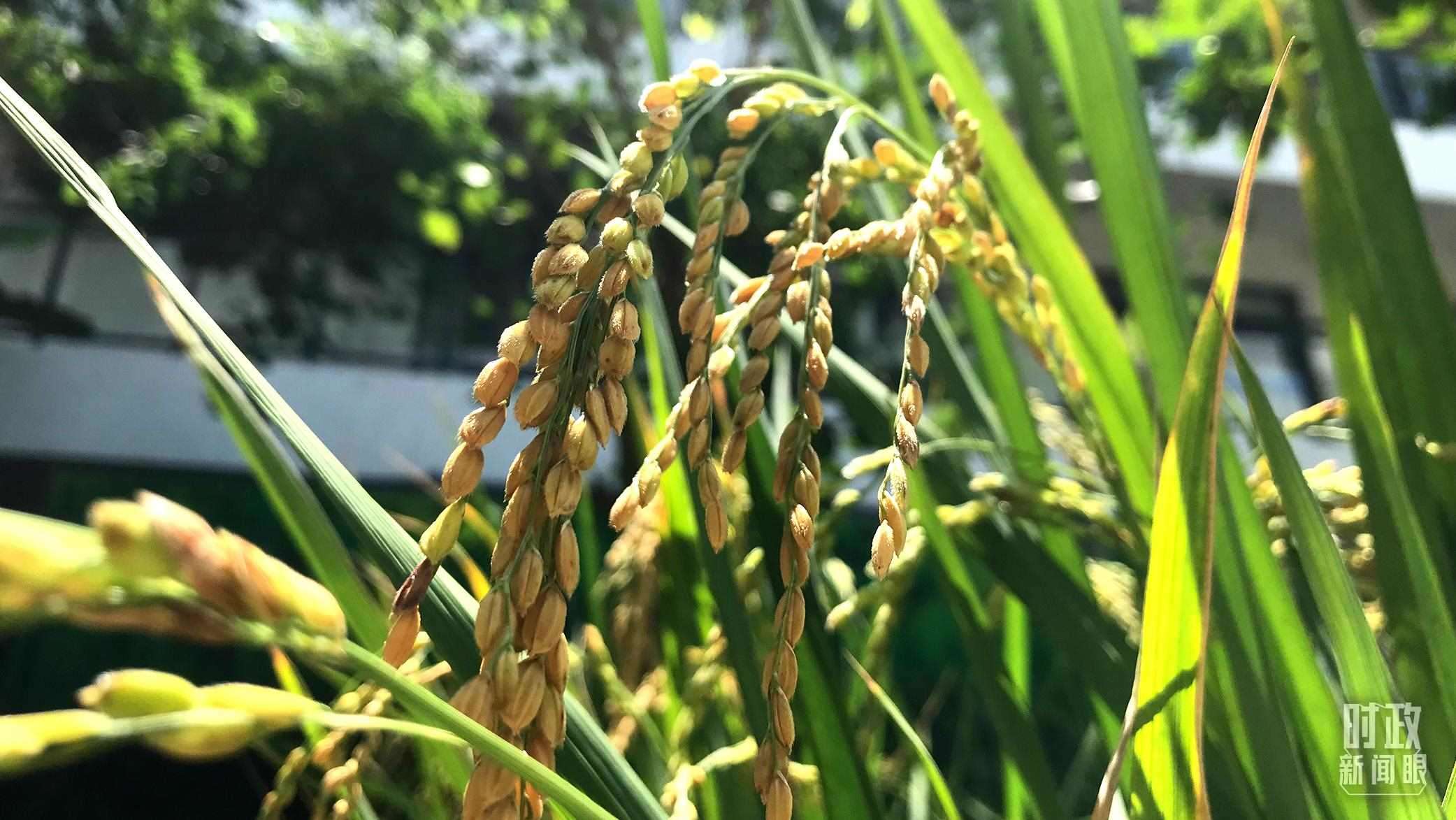 在海南培育的水稻品種。（總臺(tái)央視記者石偉明拍攝）