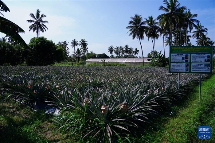 這是12月23日在斯里蘭卡馬坎杜拉拍攝的中國(guó)技術(shù)試驗(yàn)田菠蘿田。新華社記者 陳冬書(shū) 攝