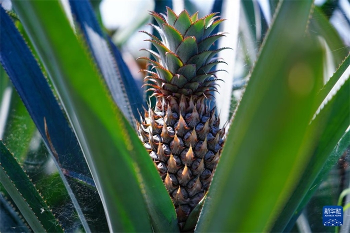 這是12月23日在斯里蘭卡馬坎杜拉拍攝的中國(guó)技術(shù)試驗(yàn)田里的菠蘿。新華社記者 陳冬書(shū) 攝