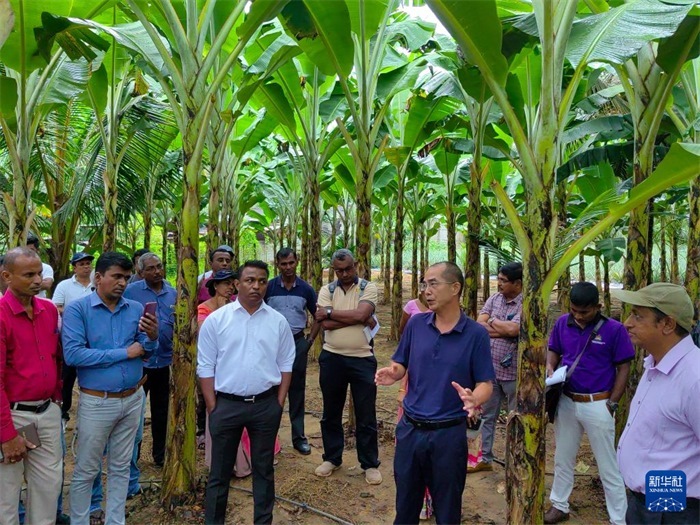 10月10日，在斯里蘭卡霍勒訥的一處香蕉示范基地，中國(guó)、聯(lián)合國(guó)糧農(nóng)組織與斯里蘭卡南南合作項(xiàng)目中國(guó)專(zhuān)家組組長(zhǎng)孫德權(quán)為當(dāng)?shù)剞r(nóng)民進(jìn)行技術(shù)培訓(xùn)。新華社發(fā)（中國(guó)、聯(lián)合國(guó)糧農(nóng)組織與斯里蘭卡南南合作項(xiàng)目專(zhuān)家組供圖）
