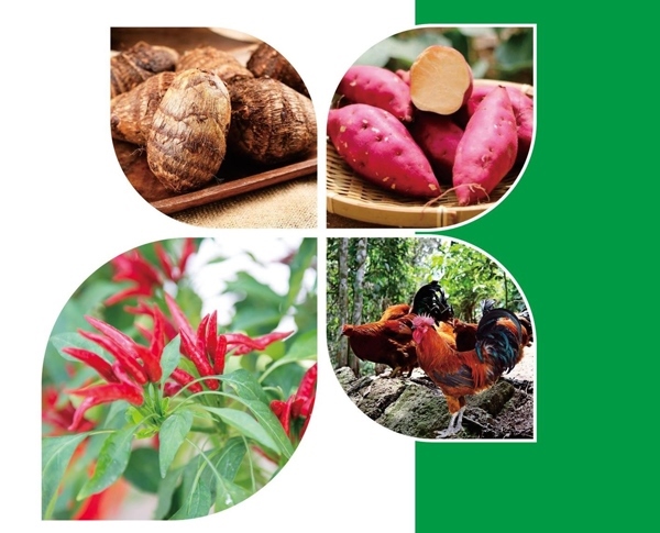 天等縣名特優(yōu)農(nóng)產(chǎn)品。主辦方供圖