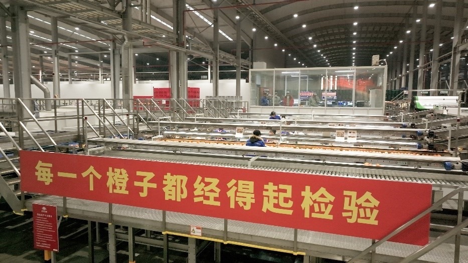 工人在智能生產(chǎn)線上對臍橙精深加工。人民網(wǎng)記者 張力洋攝