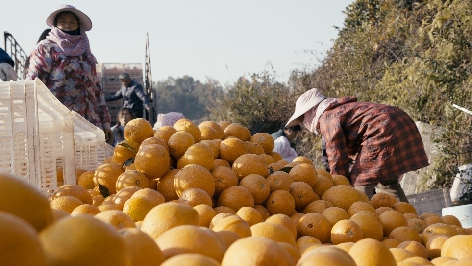 贛南臍橙喜獲豐收。人民網(wǎng)記者 張力洋攝