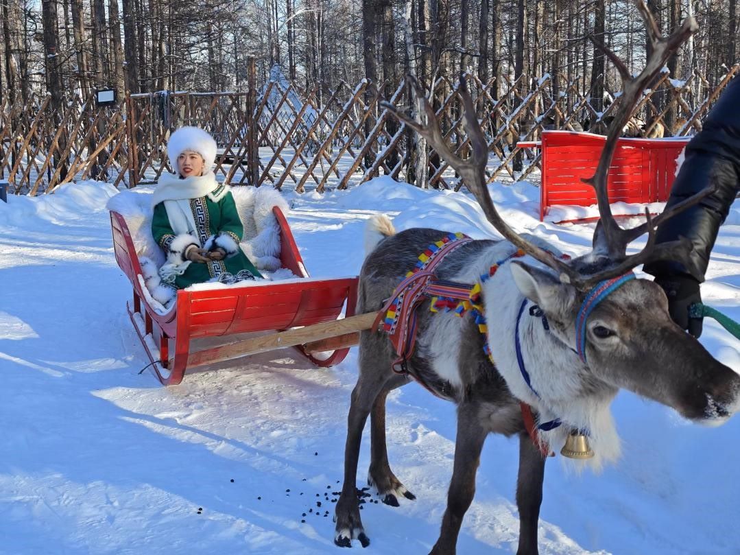 游客體驗馴鹿拉雪橇。人民網(wǎng)記者 苗陽攝