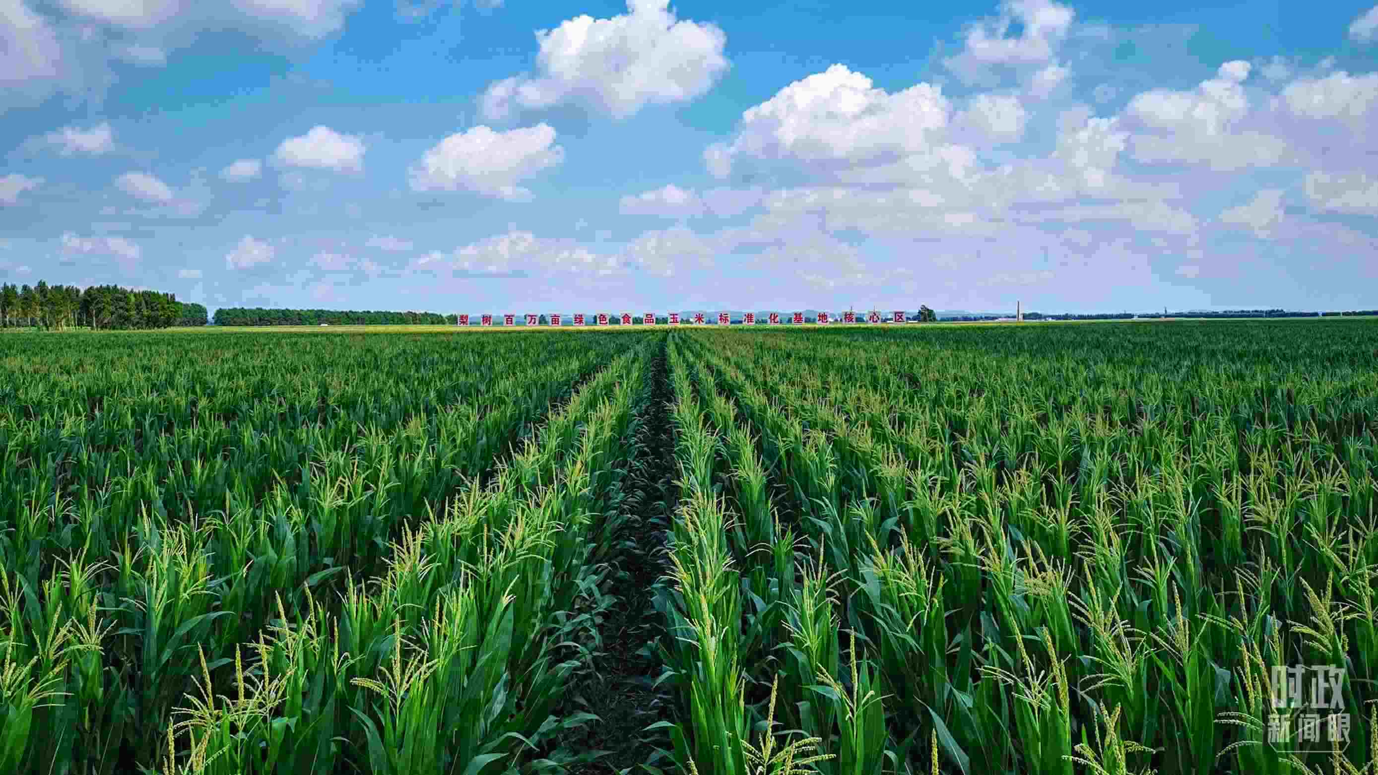 △吉林四平，梨樹縣地處黃金玉米帶。（總臺(tái)央視記者張曉鵬拍攝）