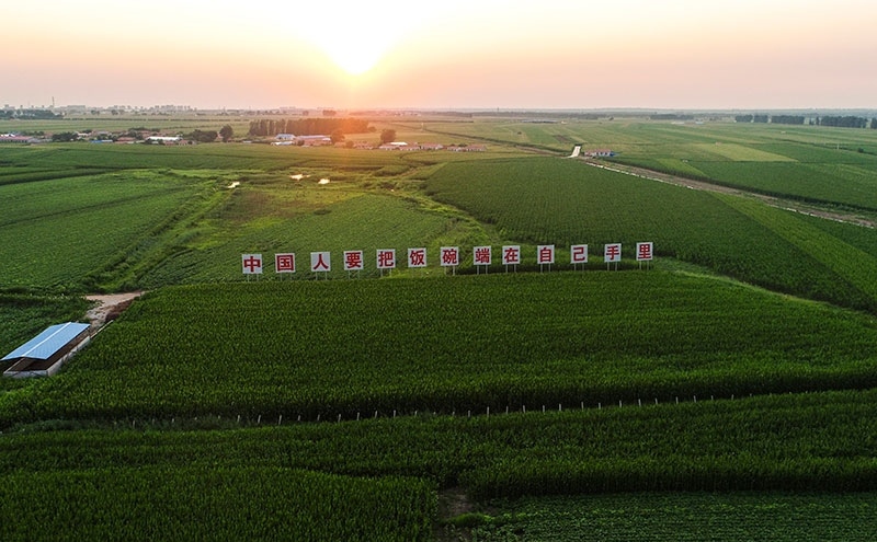 2020年7月23日拍攝的吉林省梨樹縣國(guó)家百萬(wàn)畝綠色食品原料（玉米）標(biāo)準(zhǔn)化生產(chǎn)基地核心示范區(qū)（無(wú)人機(jī)照片）。新華社記者 許暢 攝