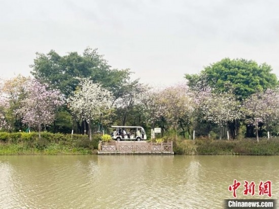 3月7日，廣州海珠國家濕地公園宮粉紫荊花海吸引游人。中新社記者 許青青 攝