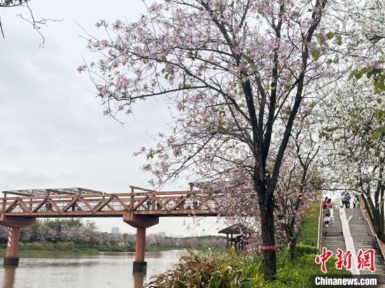 3月7日，廣州海珠國家濕地公園宮粉紫荊花海吸引游人。中新社記者 許青青 攝