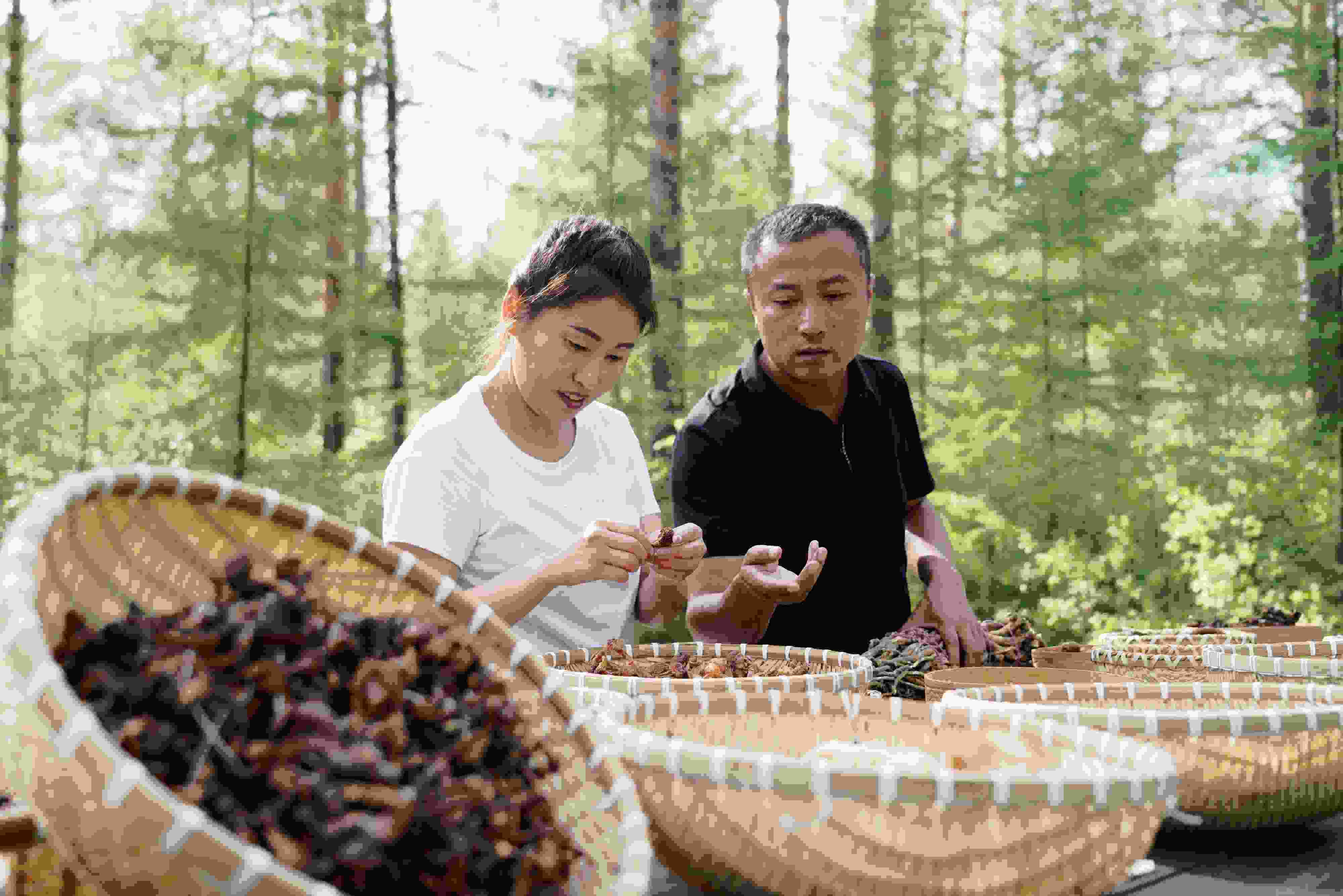 2024年8月6日，黑龍江漠河林場員工正在分揀采集來的林下產(chǎn)品。