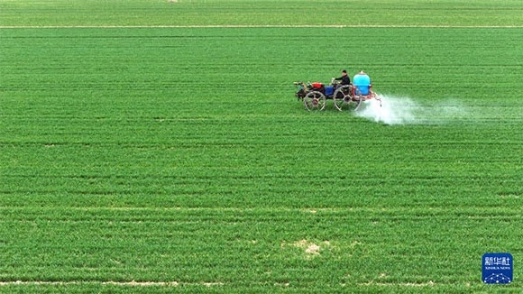 3月14日，在菏澤市鄆城縣郭屯鎮(zhèn)，農(nóng)民在麥田里噴灑除草劑（無人機(jī)照片）。