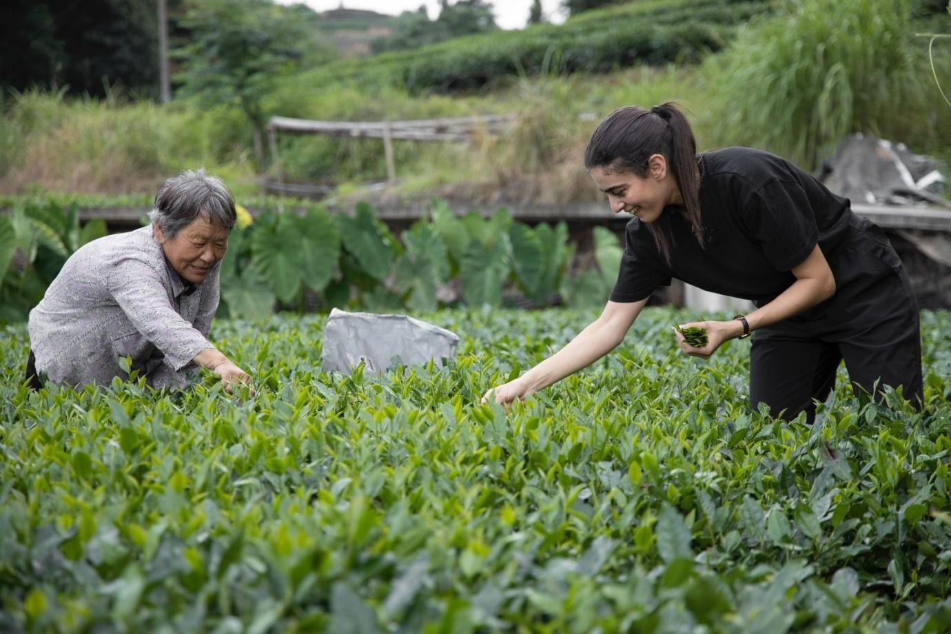 卡友琪在福建采茶。受訪者供圖