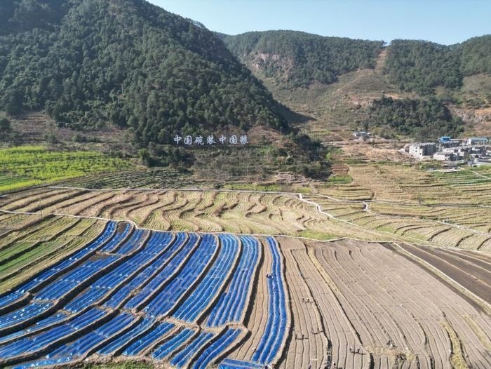 △近日，四川涼山一現(xiàn)代農(nóng)業(yè)園春耕育秧?yè)屴r(nóng)時(shí)。